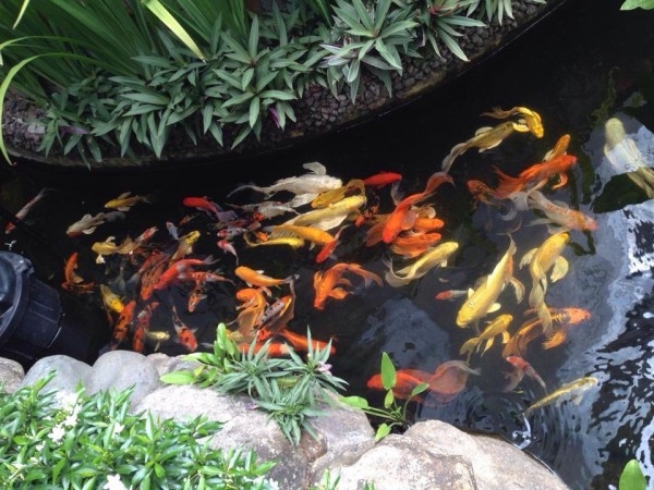 Ngất ngây trước những khu vườn đẹp mê ly của sao Việt