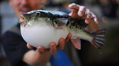 Bestie Fugu 1