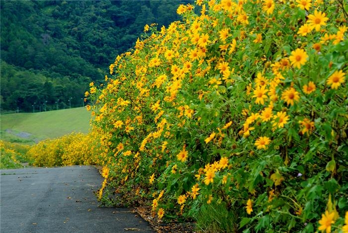 Đầu đông rủ nhau đi ngắm hoa dã quỳ dọc ba miền đất nước