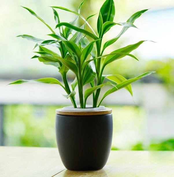 11 mẹo phong thủy giúp bạn may mắn cả năm Bính Thân