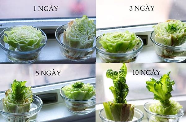 Tự trồng 9 loại rau củ cực kì đơn giản để gia đình ăn quanh năm