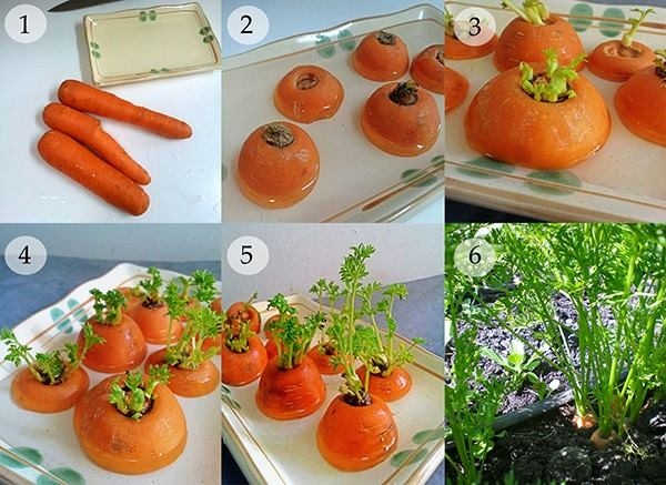 Tự trồng 9 loại rau củ cực kì đơn giản để gia đình ăn quanh năm