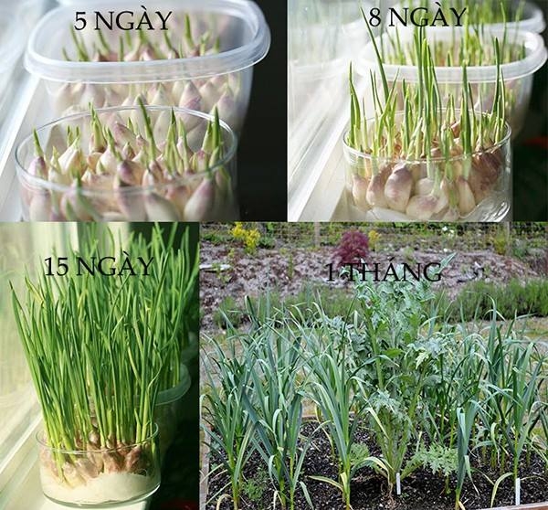Tự trồng 9 loại rau củ cực kì đơn giản để gia đình ăn quanh năm