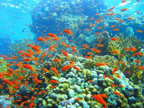 Những trò chơi cảm giác mạnh không thể bỏ qua khi du hí Nha Trang