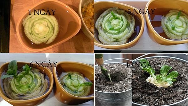 Tự trồng 9 loại rau củ cực kì đơn giản để gia đình ăn quanh năm