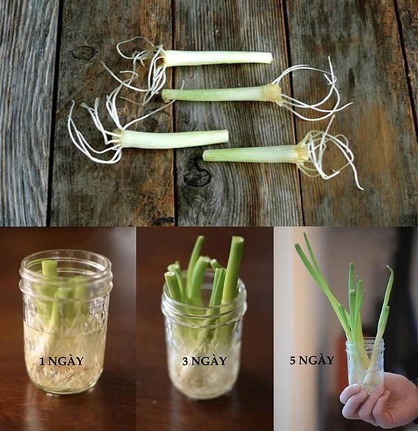 Tự trồng 9 loại rau củ cực kì đơn giản để gia đình ăn quanh năm