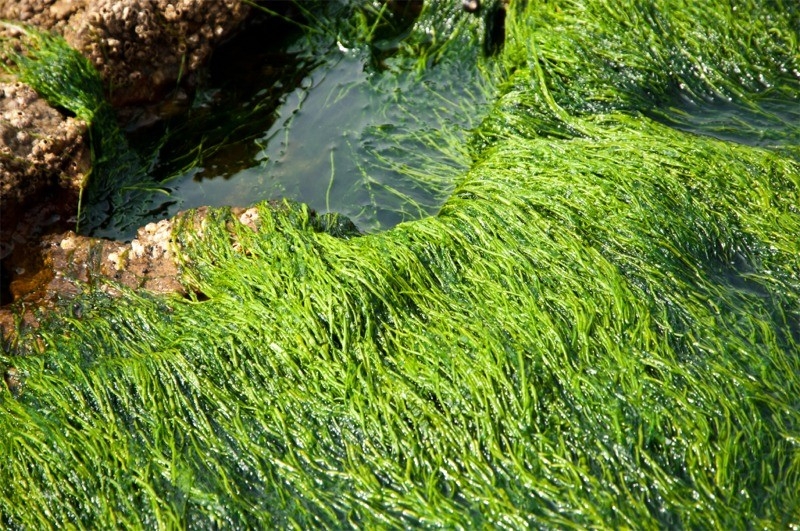 Bestie spirulina