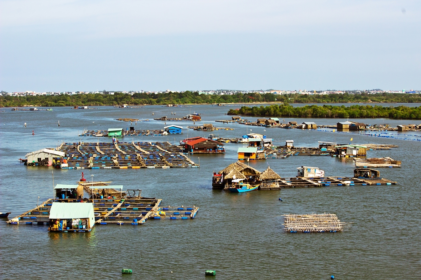 Tung hoành ở vương quốc hàu cách Sài Gòn 100km