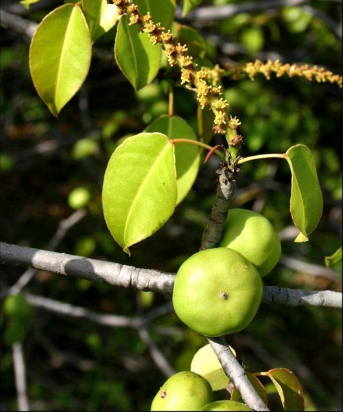Bestie cay tao Manchineel