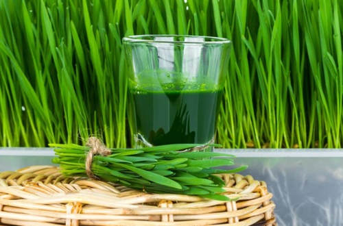 Tự trồng cỏ lúa mì để chế nước điện giải thịnh hành nhất hiện nay