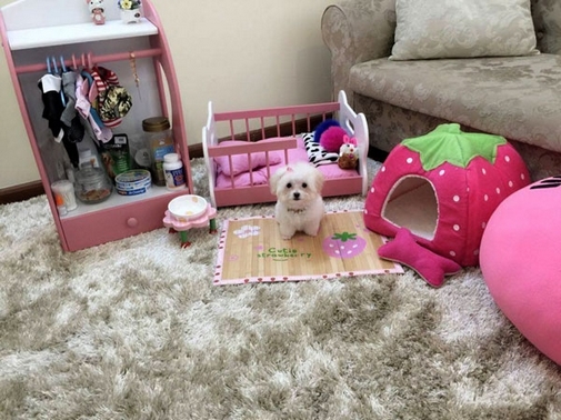 Cuộc sống sang chảnh của thú cưng nhà sao Việt