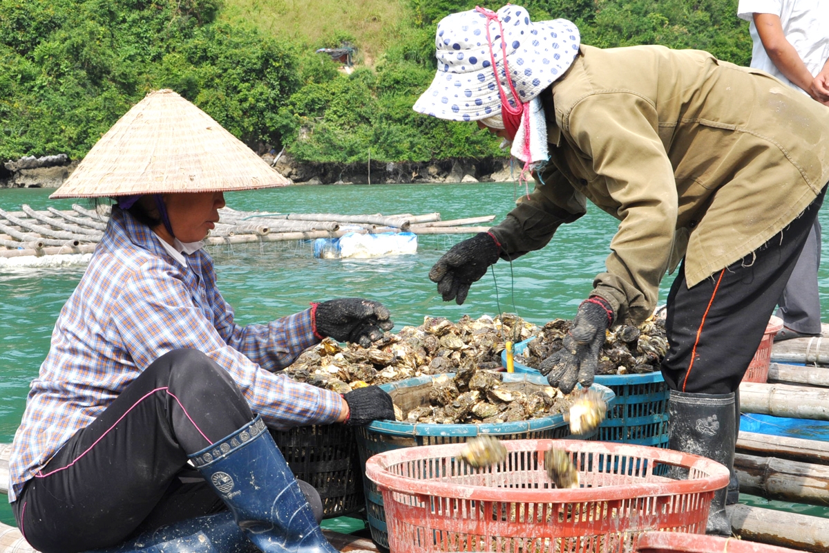 Tung hoành ở vương quốc hàu cách Sài Gòn 100km