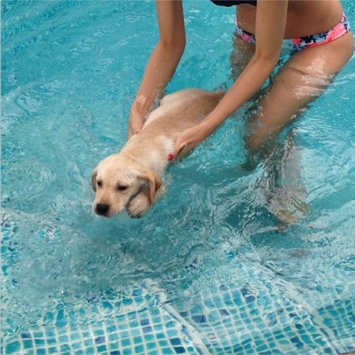 Cuộc sống sang chảnh của thú cưng nhà sao Việt