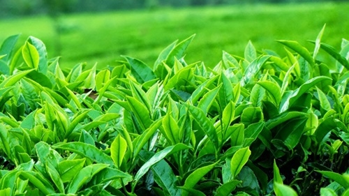 Mỹ phẩm thiên nhiên - Lựa chọn mới của phái đẹp