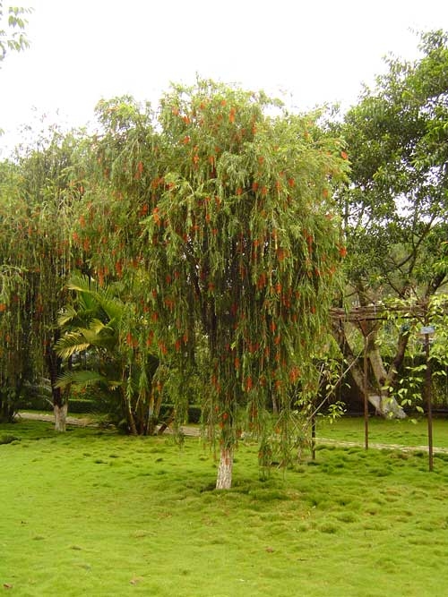 Không nên trồng 7 loại cây này trong vườn nhà để tránh điềm gở