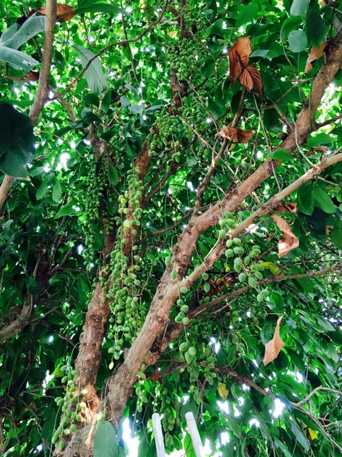 Việt Trinh tìm thấy hạnh phúc trong ngôi nhà rợp rau, trái