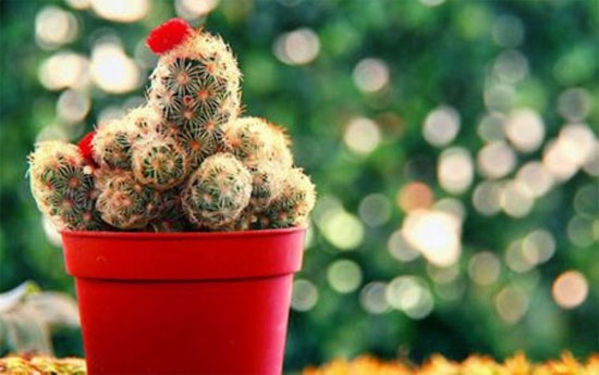 Không nên trồng 7 loại cây này trong vườn nhà để tránh điềm gở