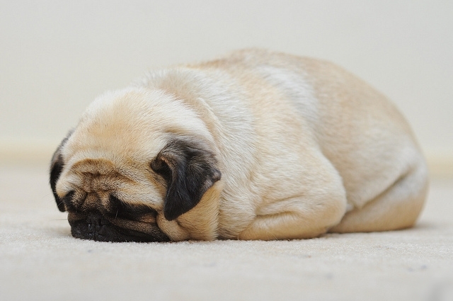 Đoán tính cách của cún cưng qua 6 tư thế ngủ phổ biến nhất