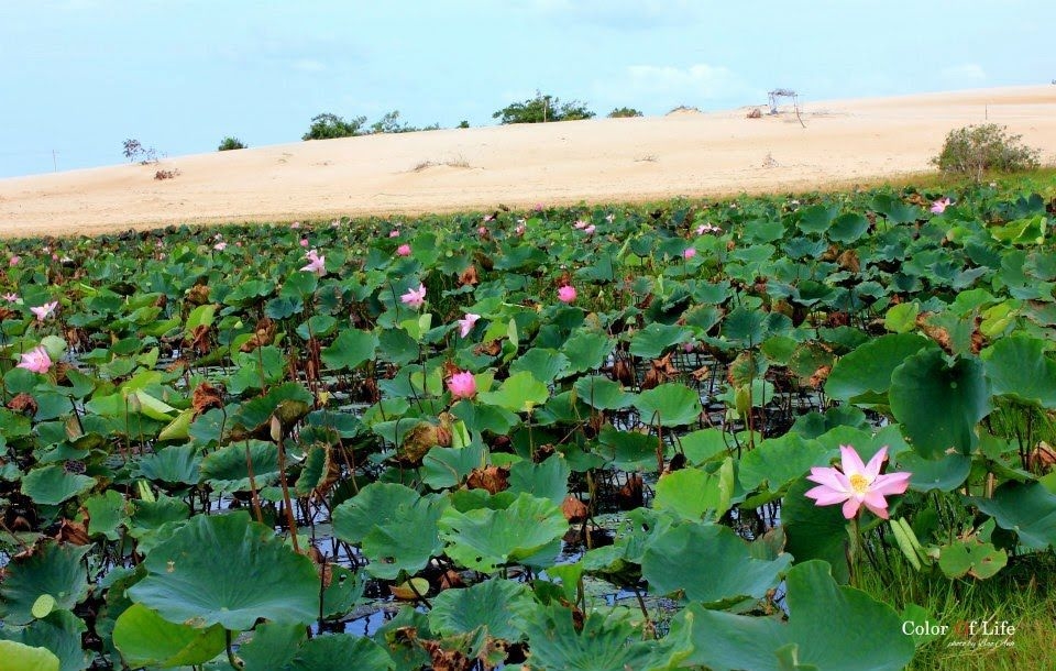 bestie du lich phan thiet 4
