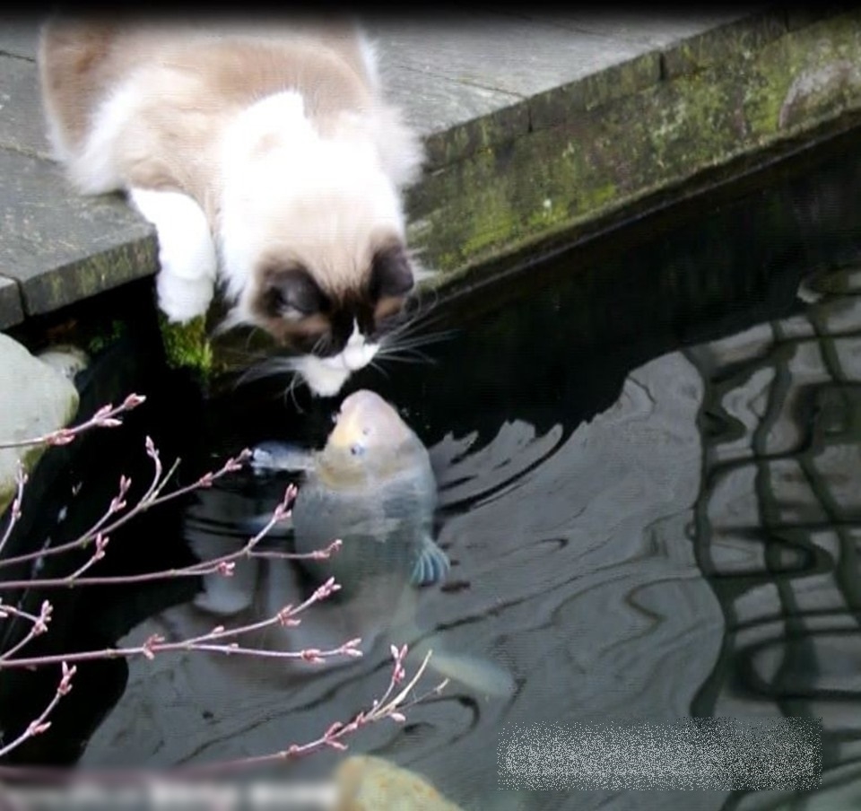 Кот целует рыбку