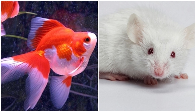 Bestie-vat-nuoi-hop-phong-thuy