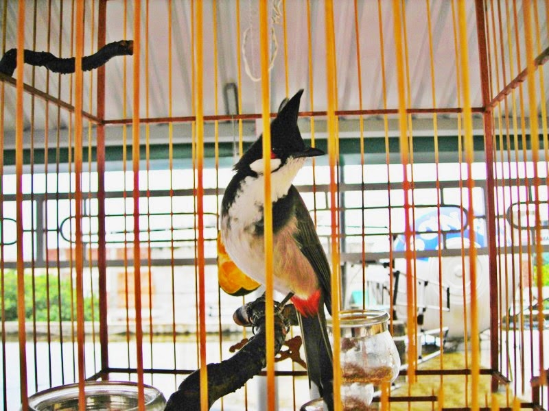 Bestie-vat-nuoi-hop-phong-thuy