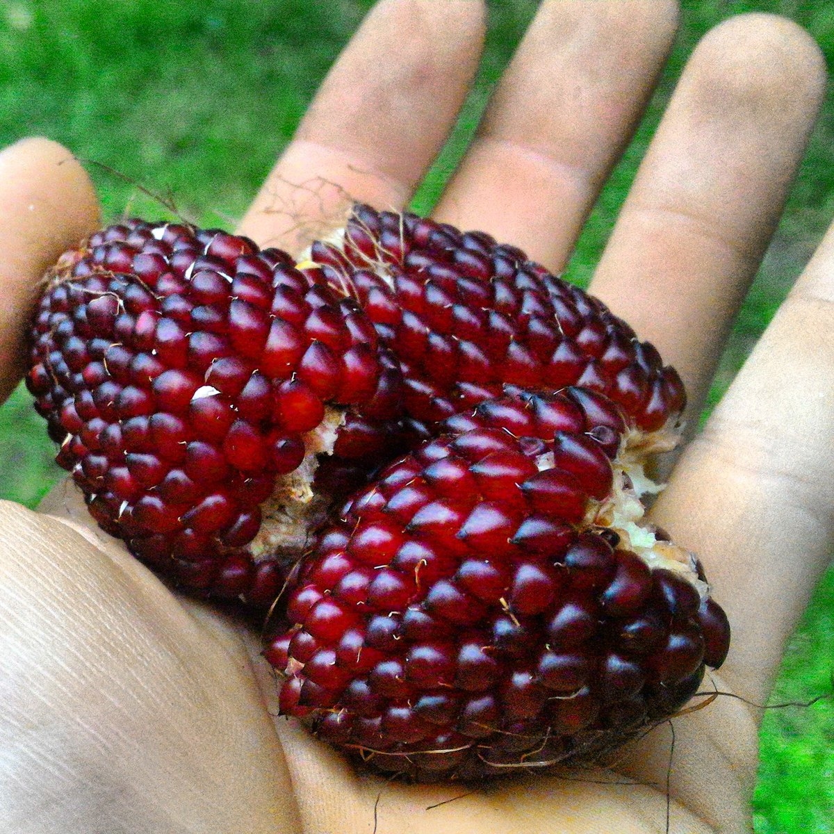 bestie bap dau tay 1