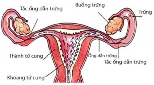 Phụ nữ có dễ thụ thai nếu bị cắt mất một buồng trứng?