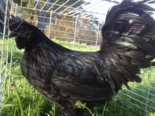 Bestie Ayam Cemani