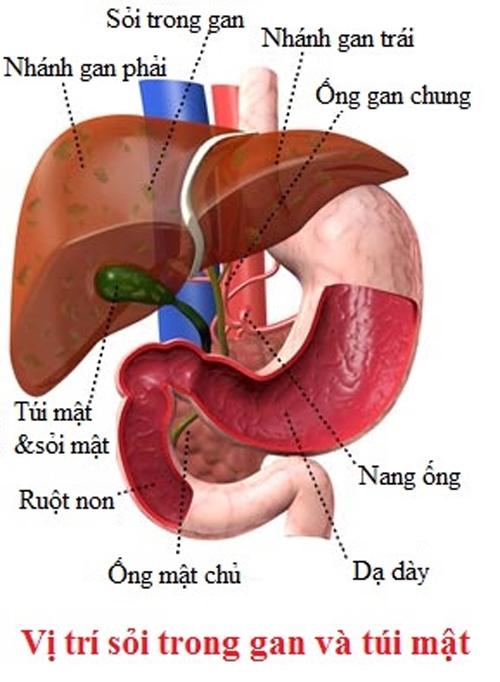 bestie soi gan