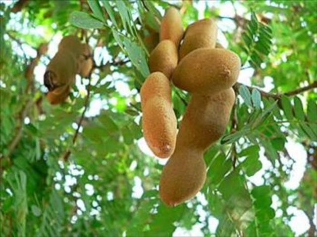 bestie-vat-trom-10-loai-qua-khien-ki-uc-tuoi-tho-ua-ve