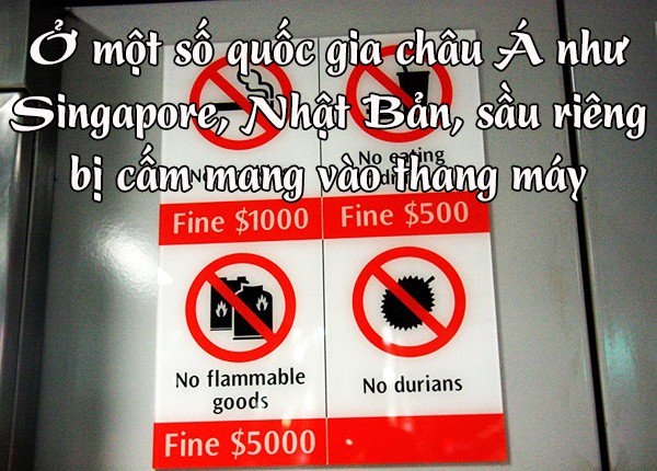 bestie-dieu-bat-ngo-ve-trai-sau-rieng