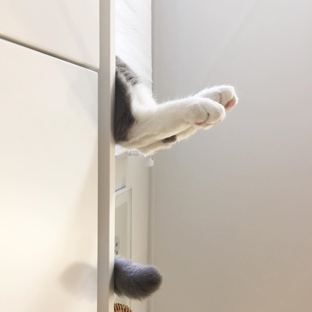 bestie mèo sio