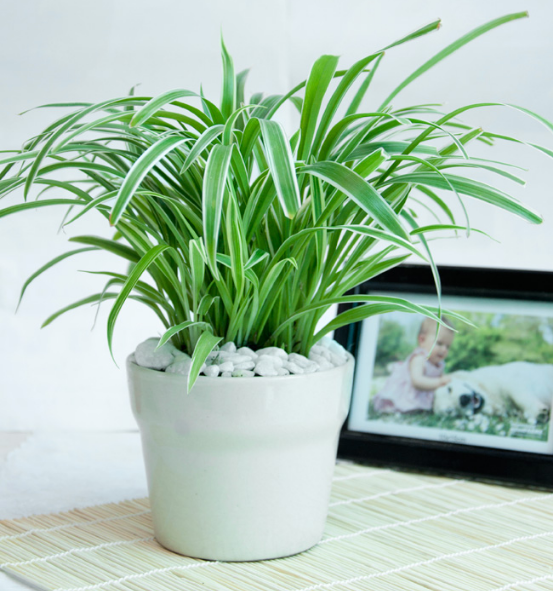 bestie cây làm sạch bầu không khí trong nhà 9