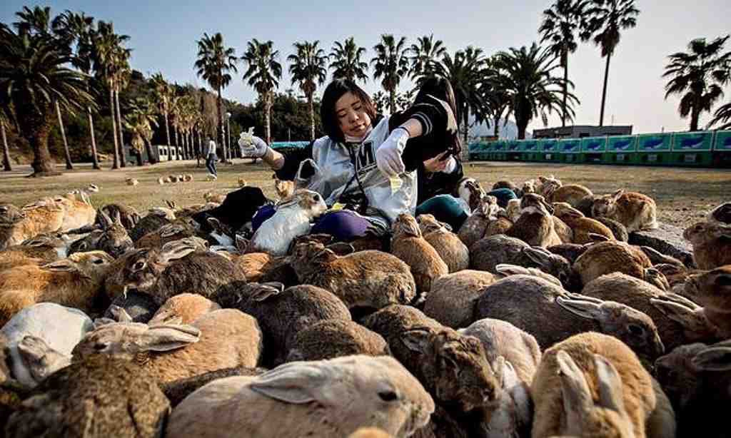 16 Điều kì lạ chỉ có ở Nhật Bản