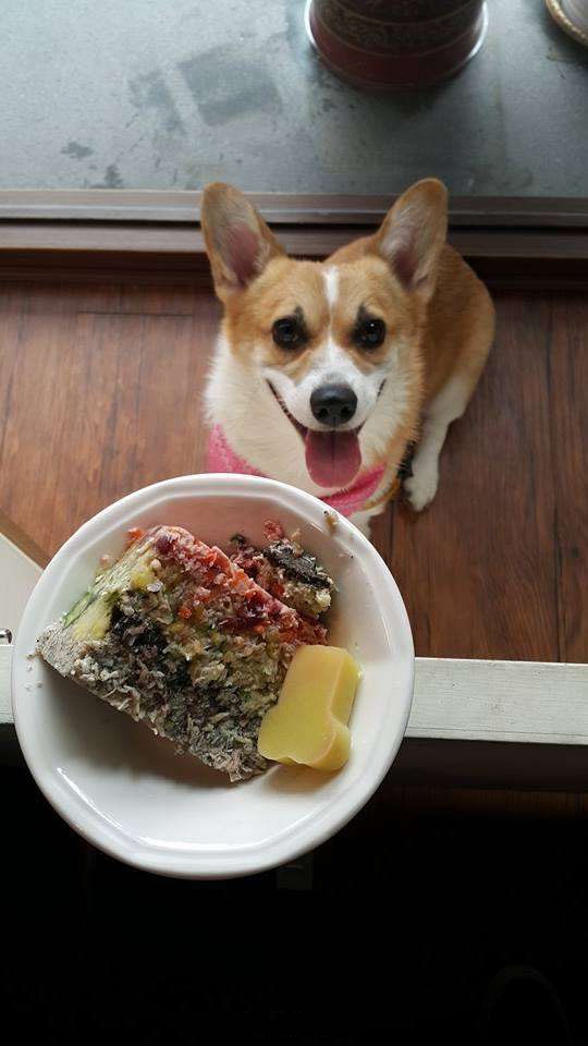 bestie chu cho corgi Momo