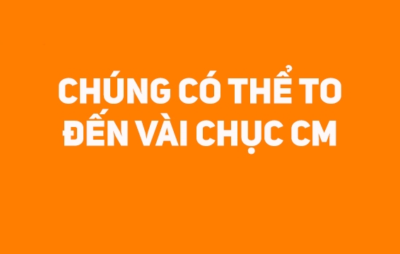 7 bí mật về nhũ hoa liệu bạn có biết?