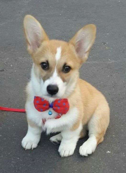 bestie chu cho corgi Momo