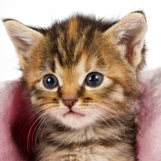 5 lợi ích mà bạn không ngờ tới khi có thú cưng