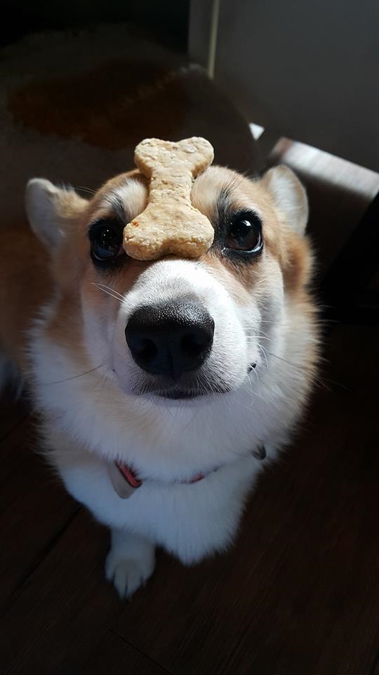 bestie chu cho corgi Momo