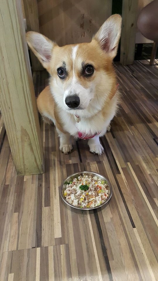 bestie chu cho corgi Momo