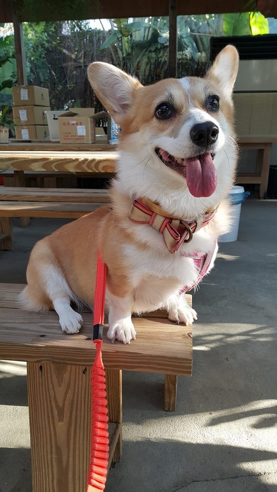 bestie chu cho corgi Momo