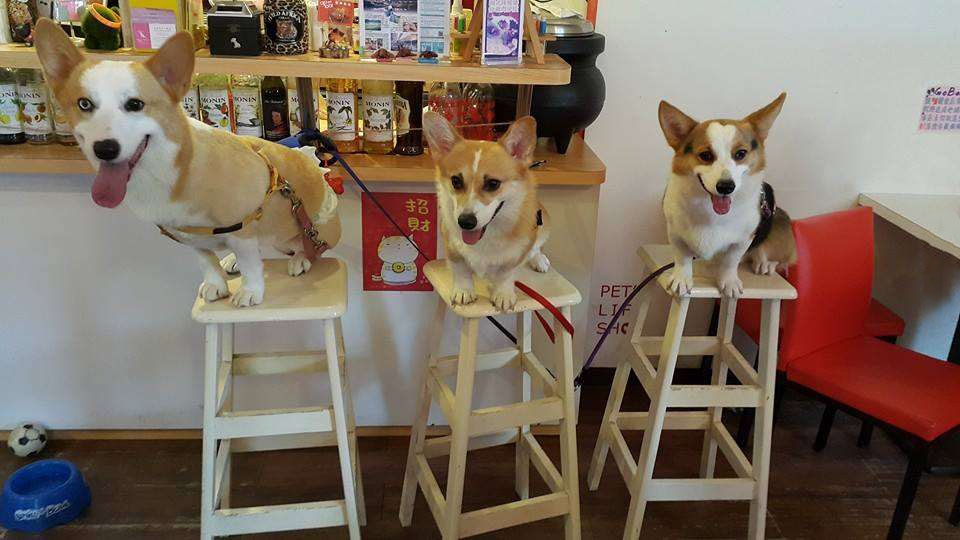 bestie chu cho corgi Momo