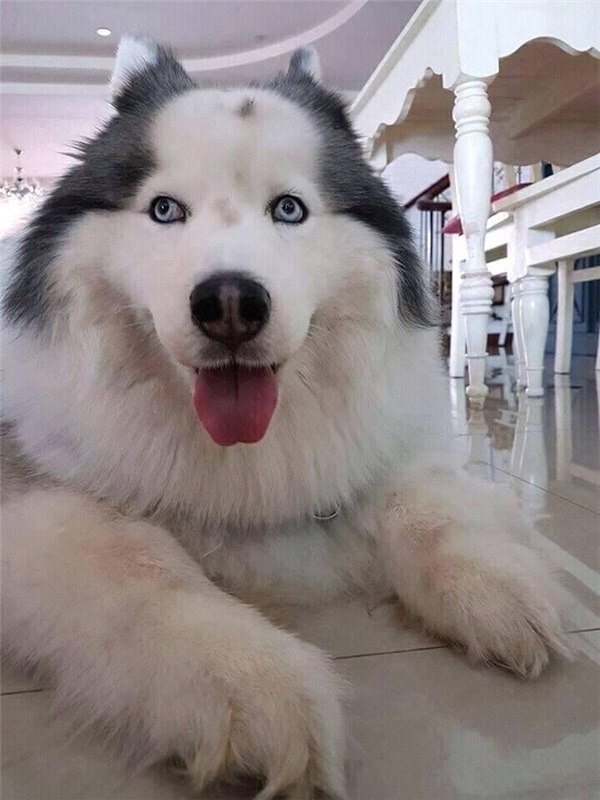 bestie dau hoi