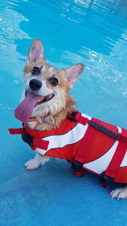 bestie chu cho corgi Momo
