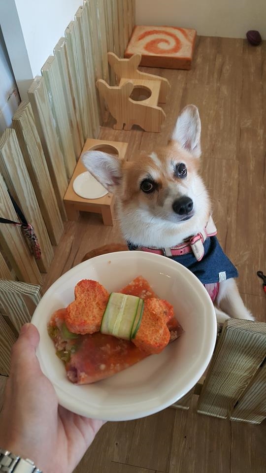 bestie chu cho corgi Momo
