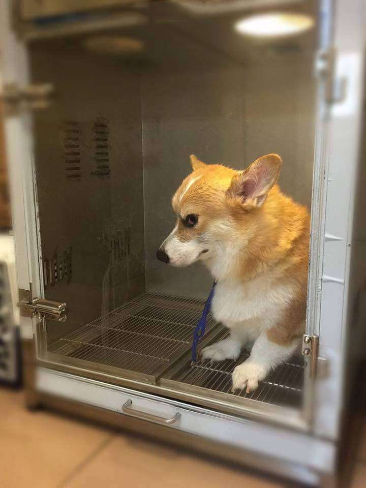 bestie chu cho corgi Momo