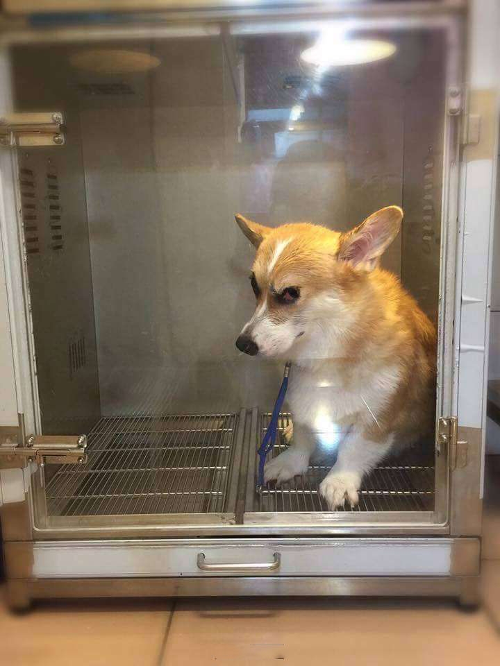 bestie chu cho corgi Momo