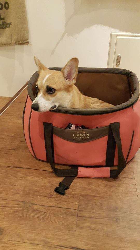 bestie chu cho corgi Momo