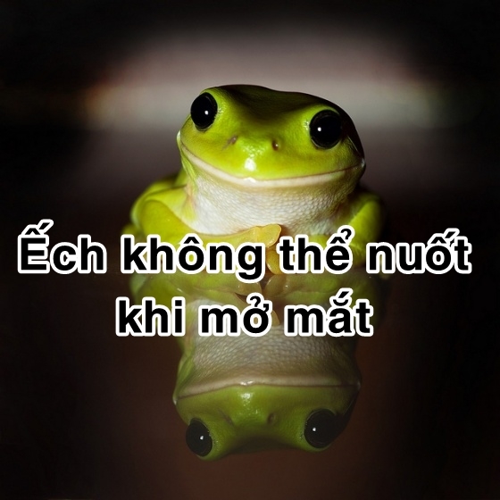 bestie bi mat dong vat